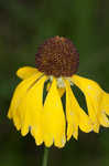 Oldfield sneezeweed